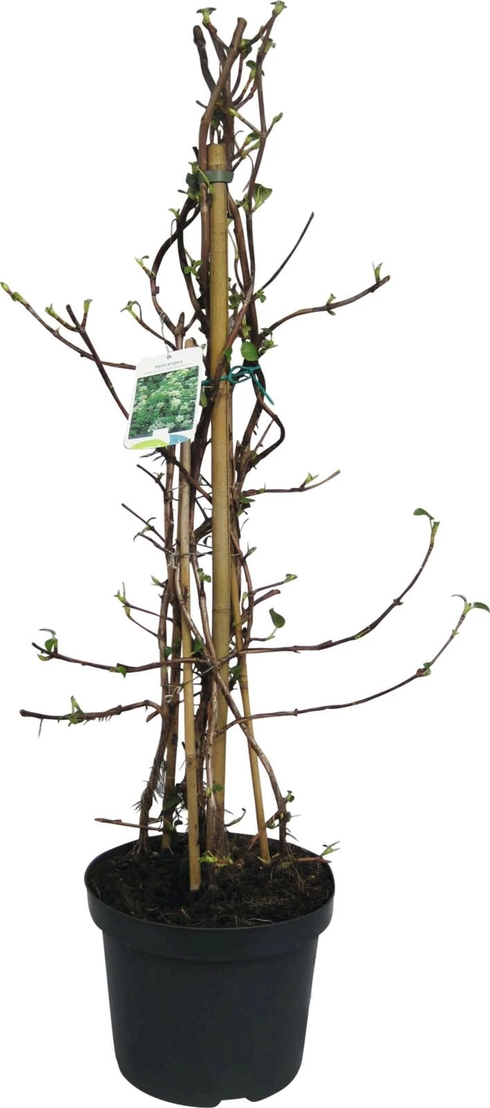 Hydrangea petiolaris P10 l