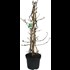 Hydrangea petiolaris P10 l