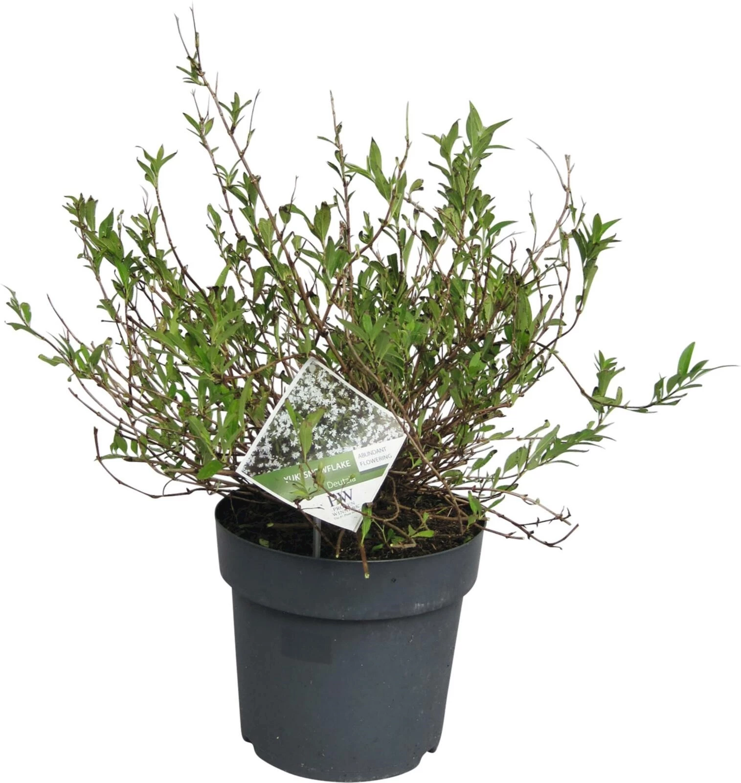 Deutzia kalmifolia P10 l