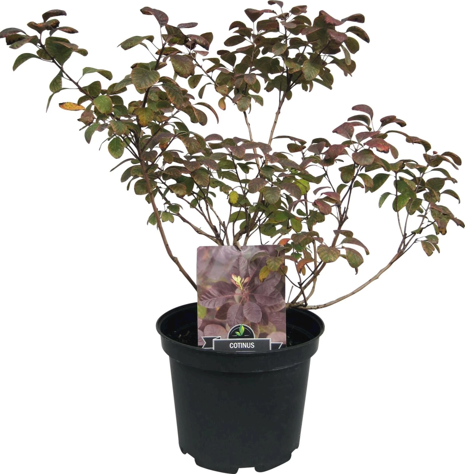Cotinus royal purple P10 l
