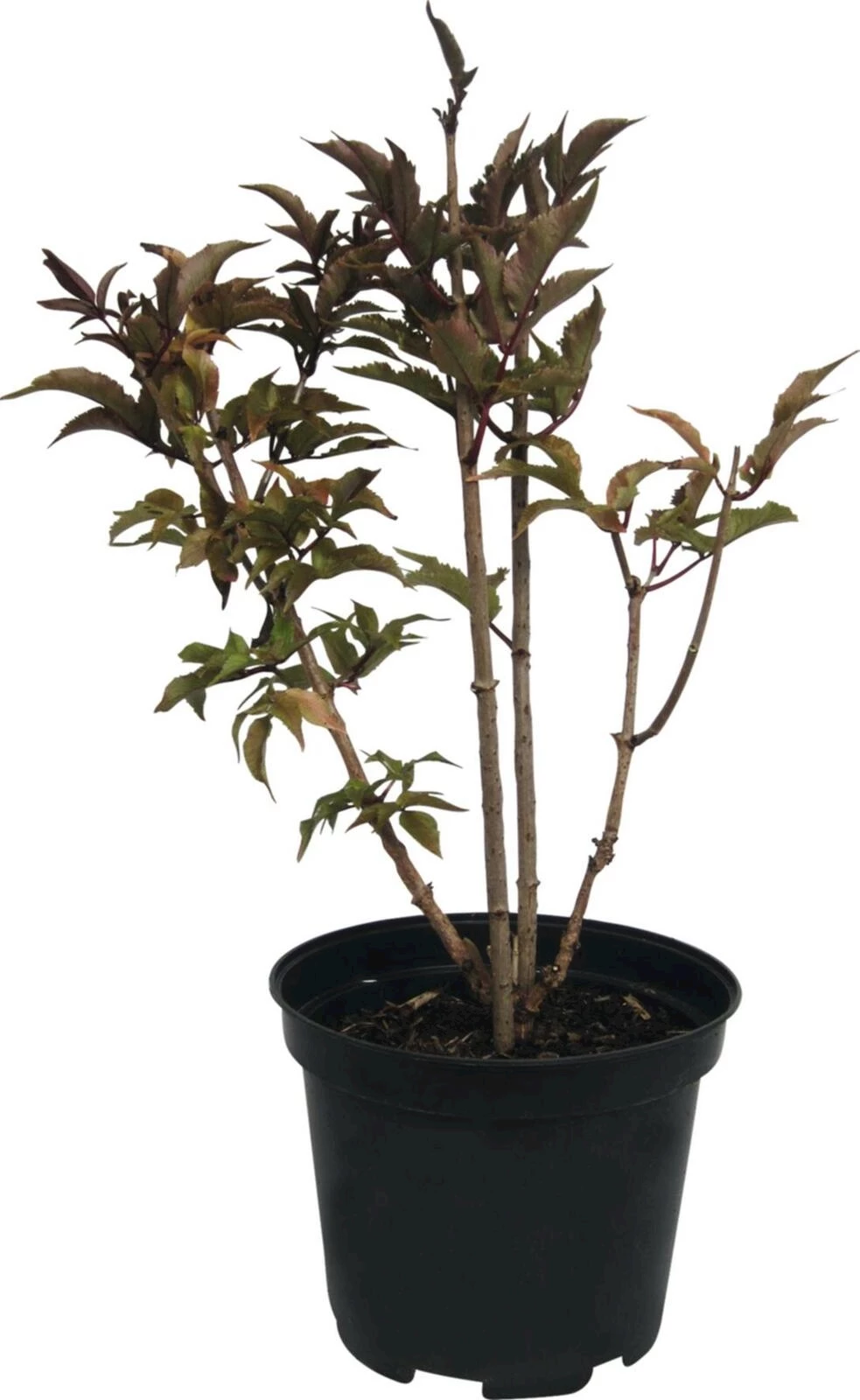 Sambucus black tower P10 l