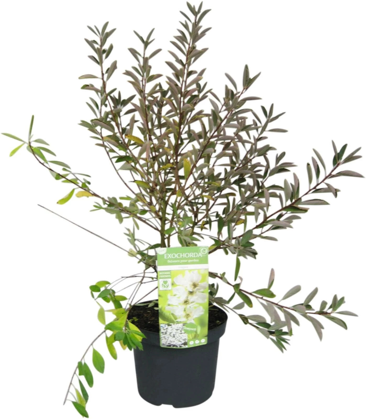 Exochorda P10 l