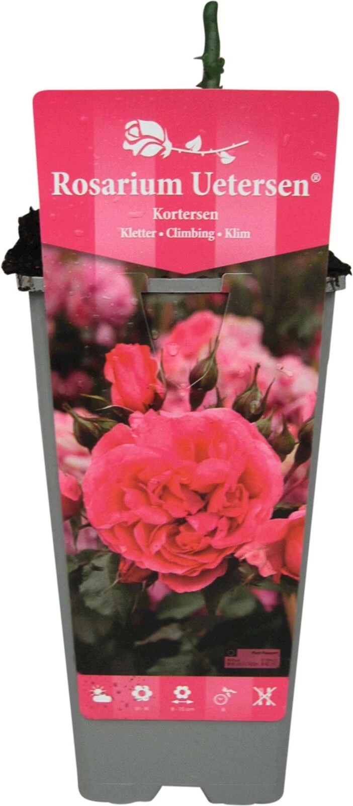 Rose Roserium Uetersen rose P2 l