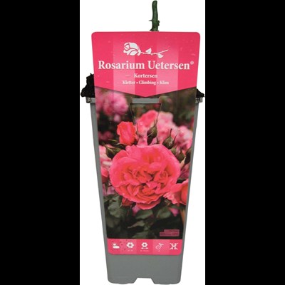 Rose Roserium Uetersen rosa P2 l