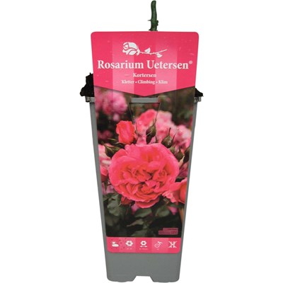 Rose Roserium Uetersen rose P2 l