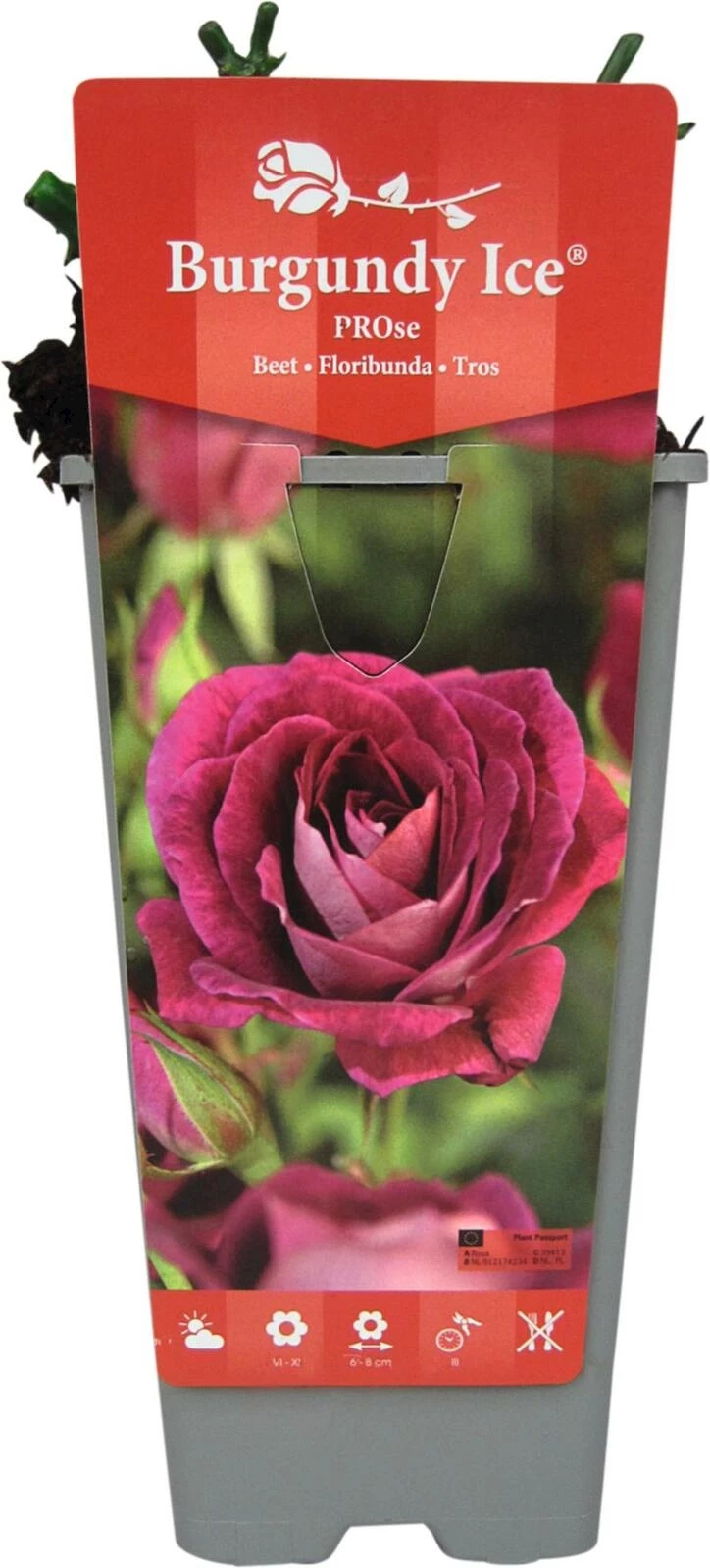 Rose Burgundi Ice rot P2 l