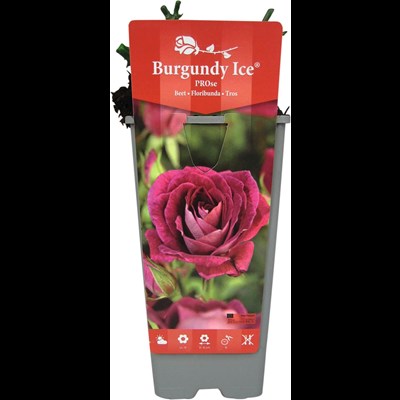 Rose Burgundi Ice rouge P2 l