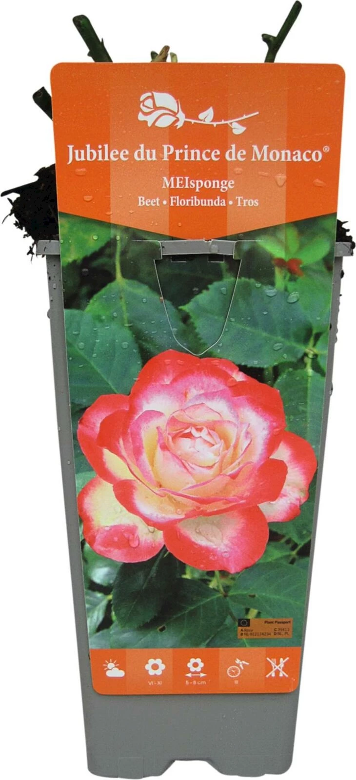 Rose Jubilee du Prince de Monaco rouge-b