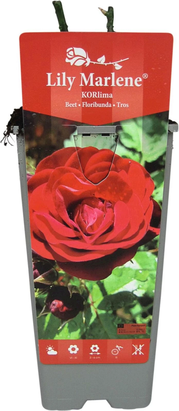 Rose Lilli Marleen rouge P2 l