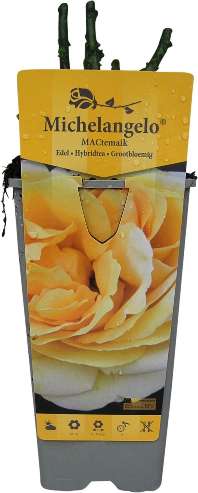 Rose Michelangelo jaune P2 l