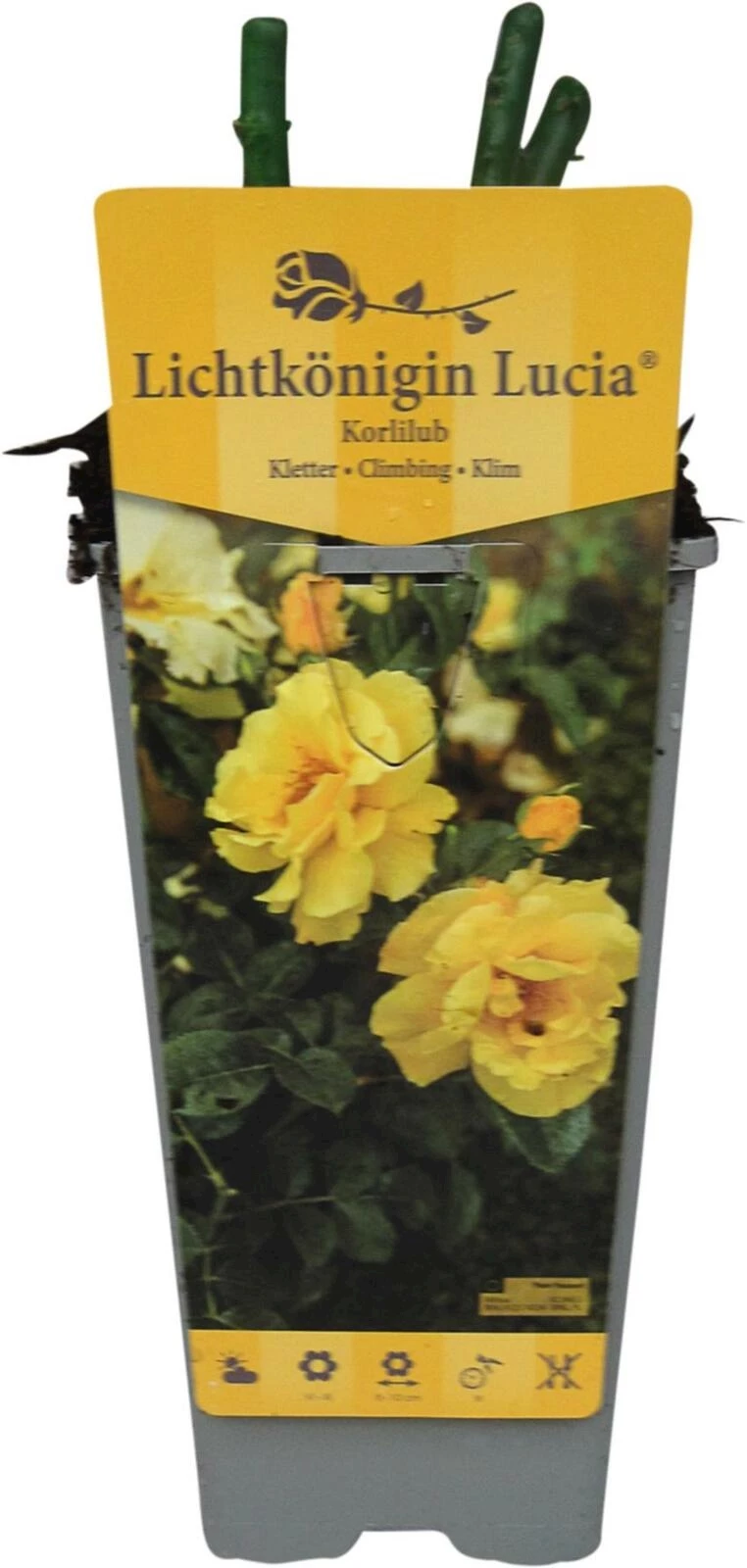 Rose Lichtkönigin Lucia gelb P2 l