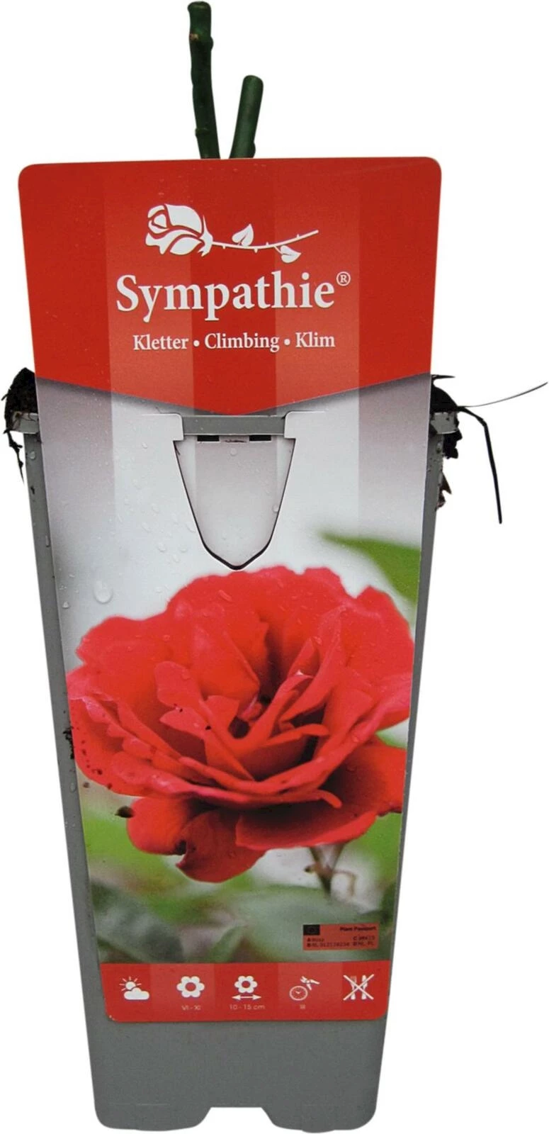 Rose Sympathie rot P2 l