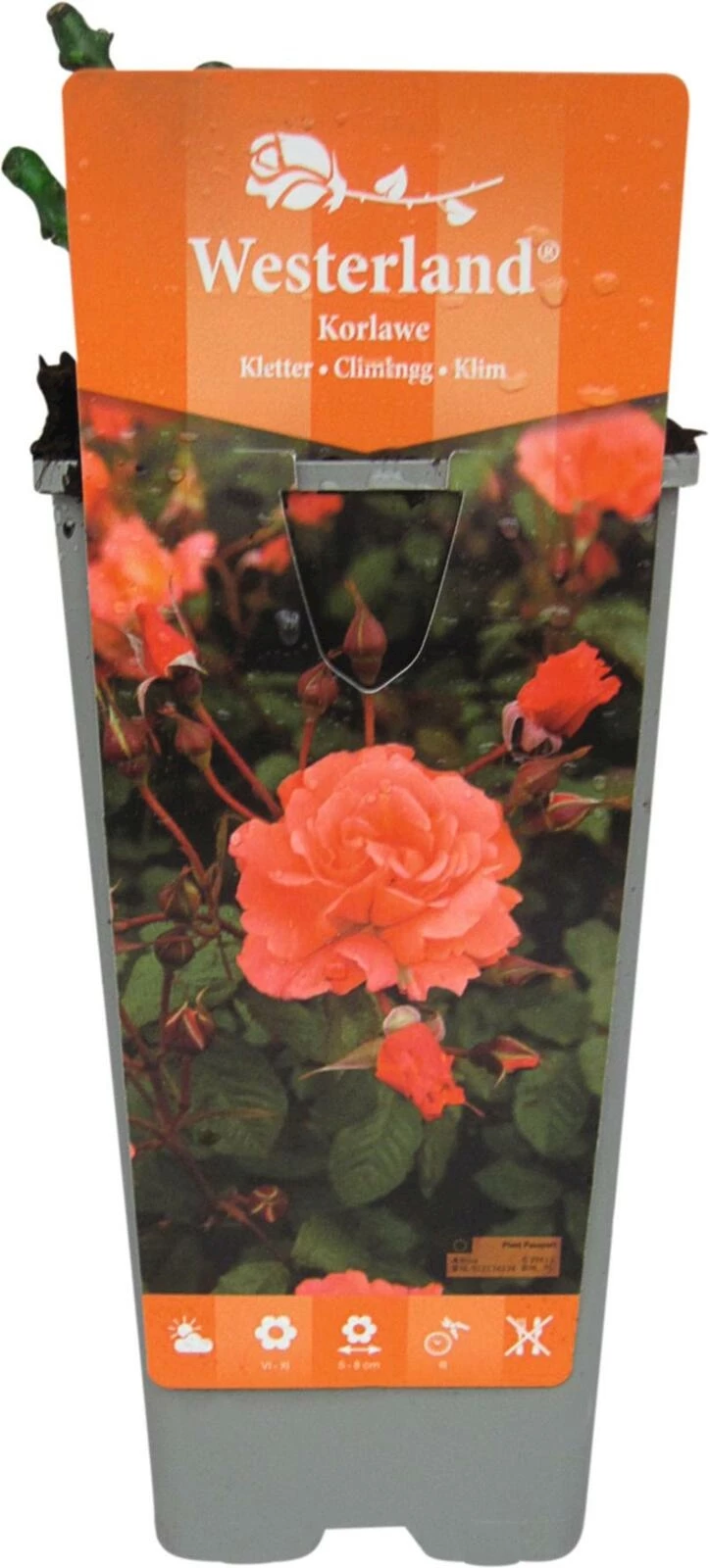 Rose Westerland orange P2 l