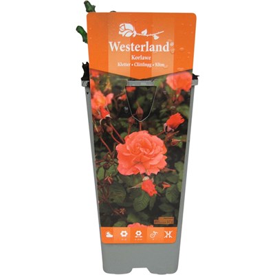 Rose Westerland orange P2 l