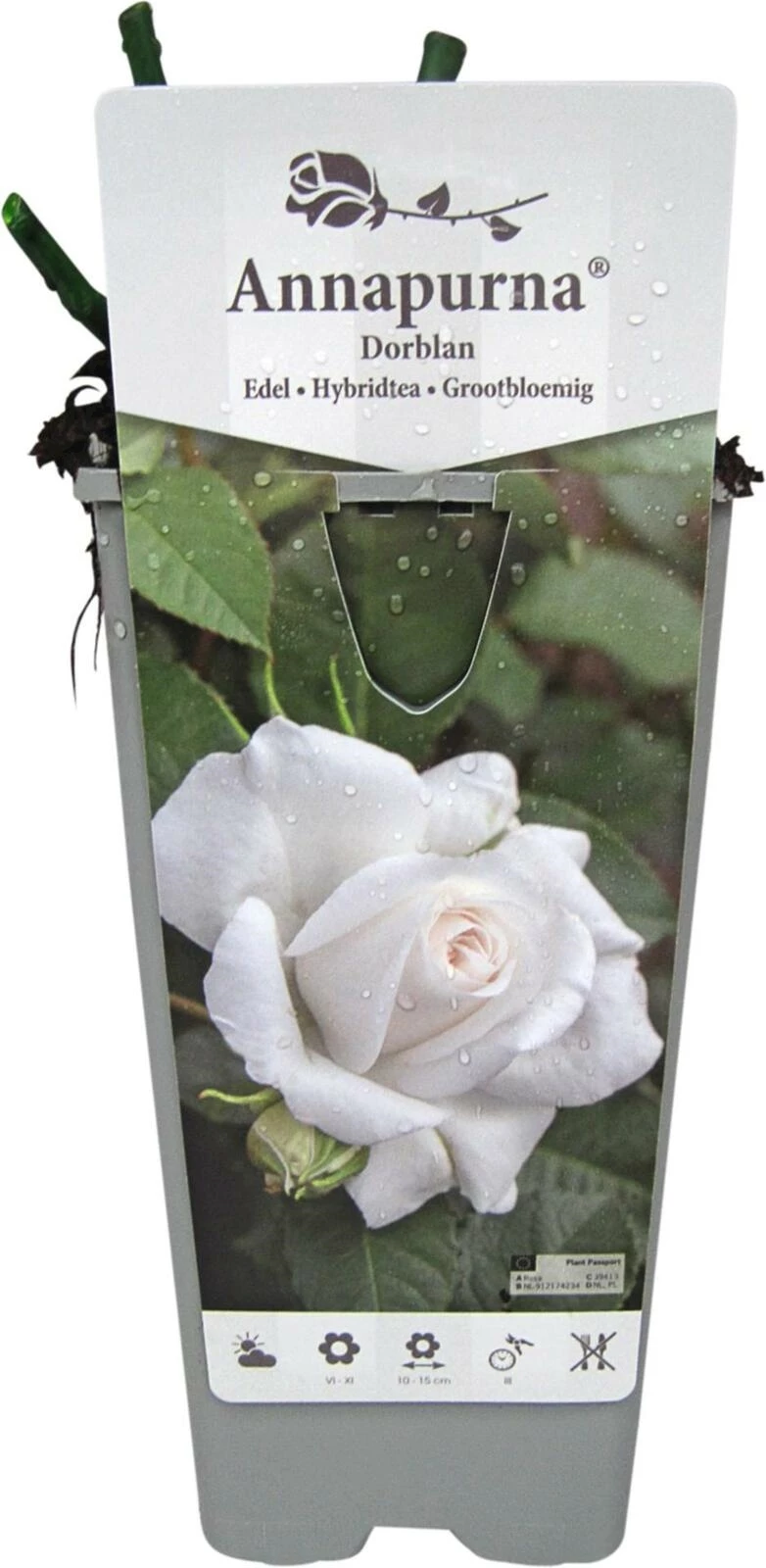 Rose Annapurna weiss P2 l