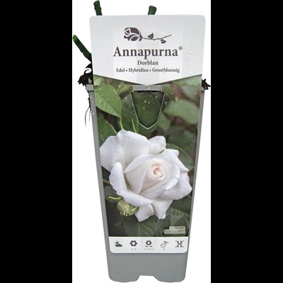 Rose Annapurna blanche P2 l