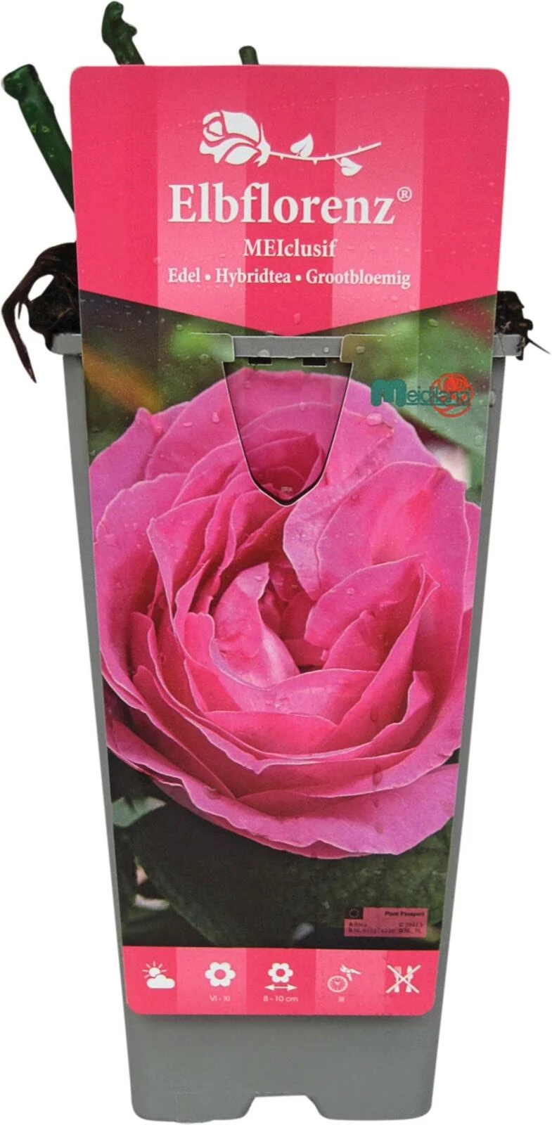 Rose Elbflorenz rosa P2 l