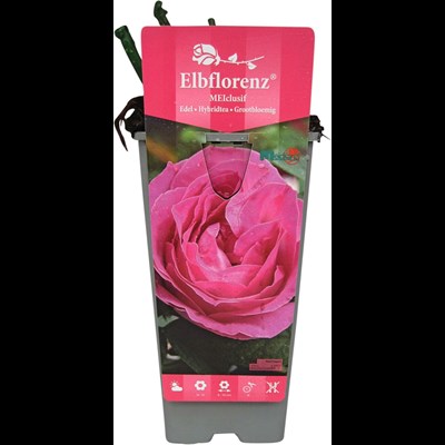 Rose Elbflorenz rosa P2 l
