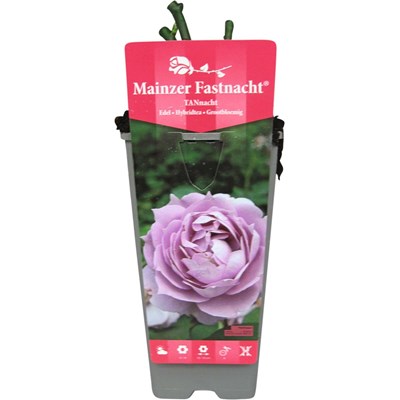 Rose Mainzer Fastnacht lila P2 l