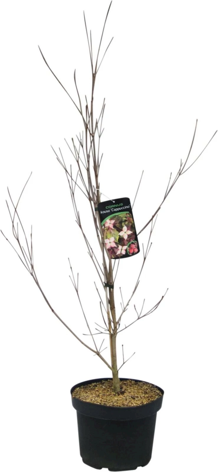 Cornus cappuccino weiss P26 cm