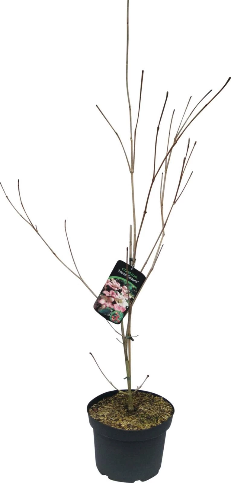 Cornus Satomi rot P26 cm