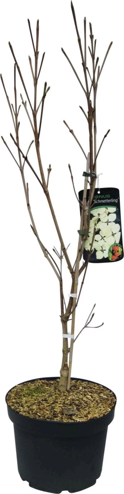 Cornus Schmetterling creme P26 cm