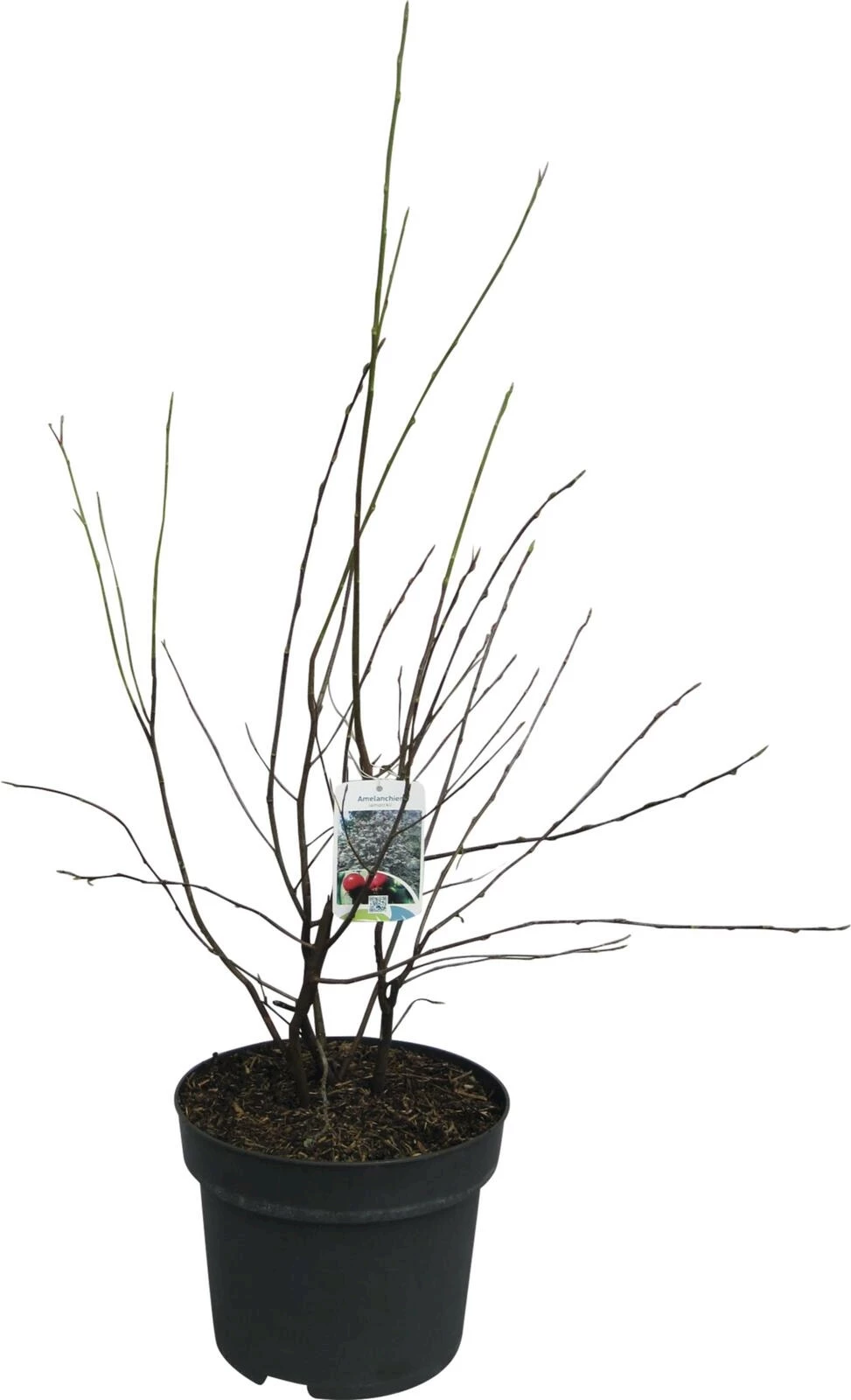 Amelanchier P29 cm