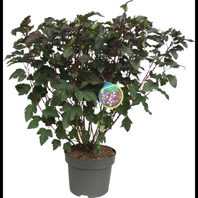 Physocarpus Diabolo P29 cm