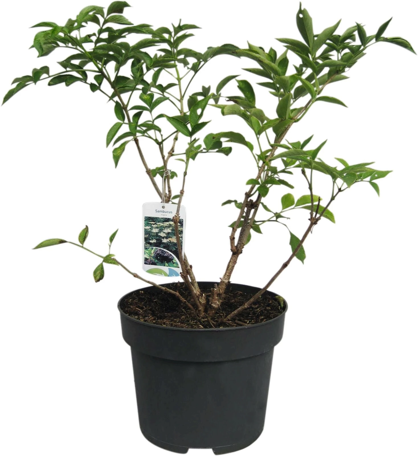 Sambucus nigra P29 cm