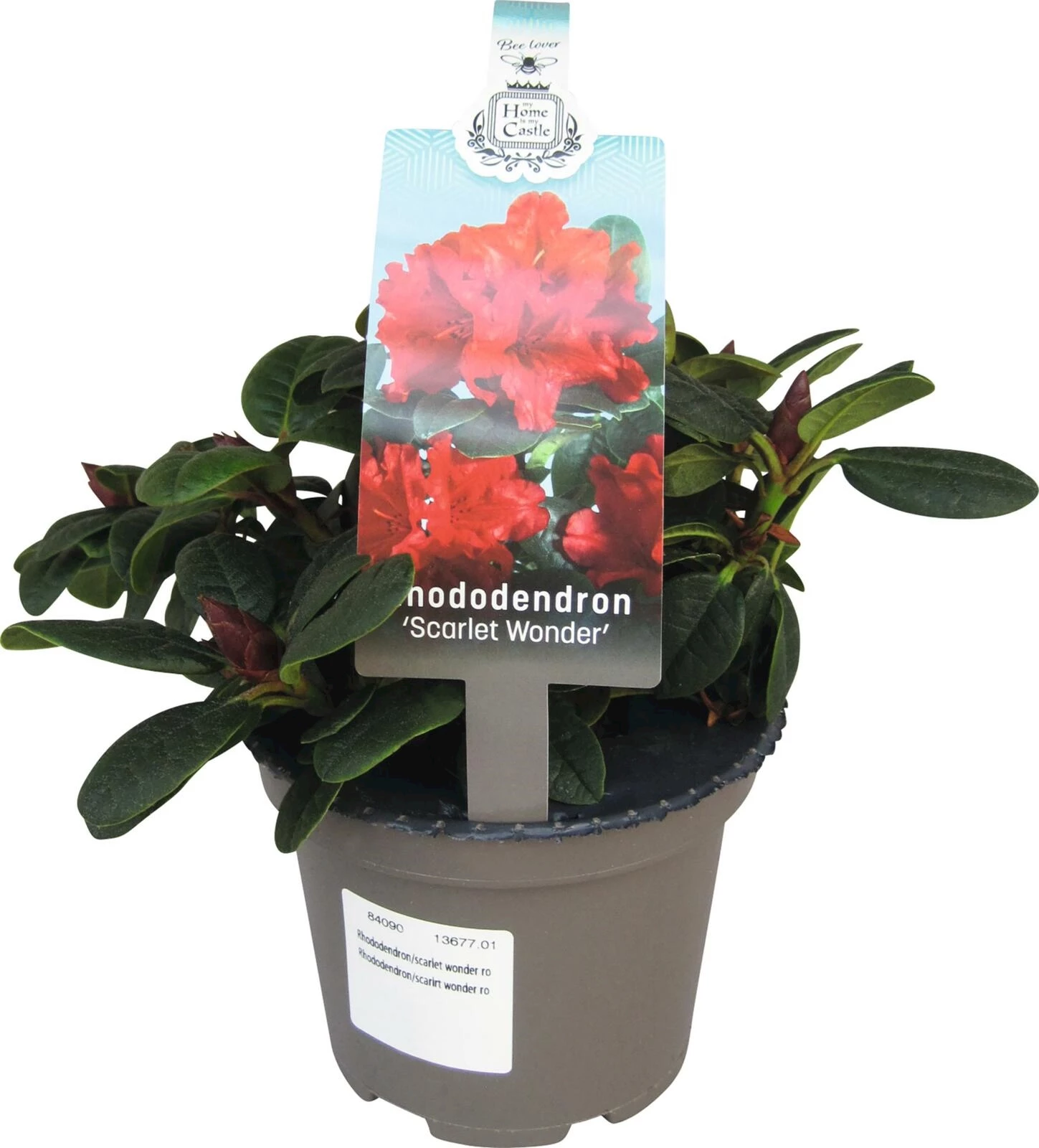 Rhododendron scarlet wonder rot P15 cm