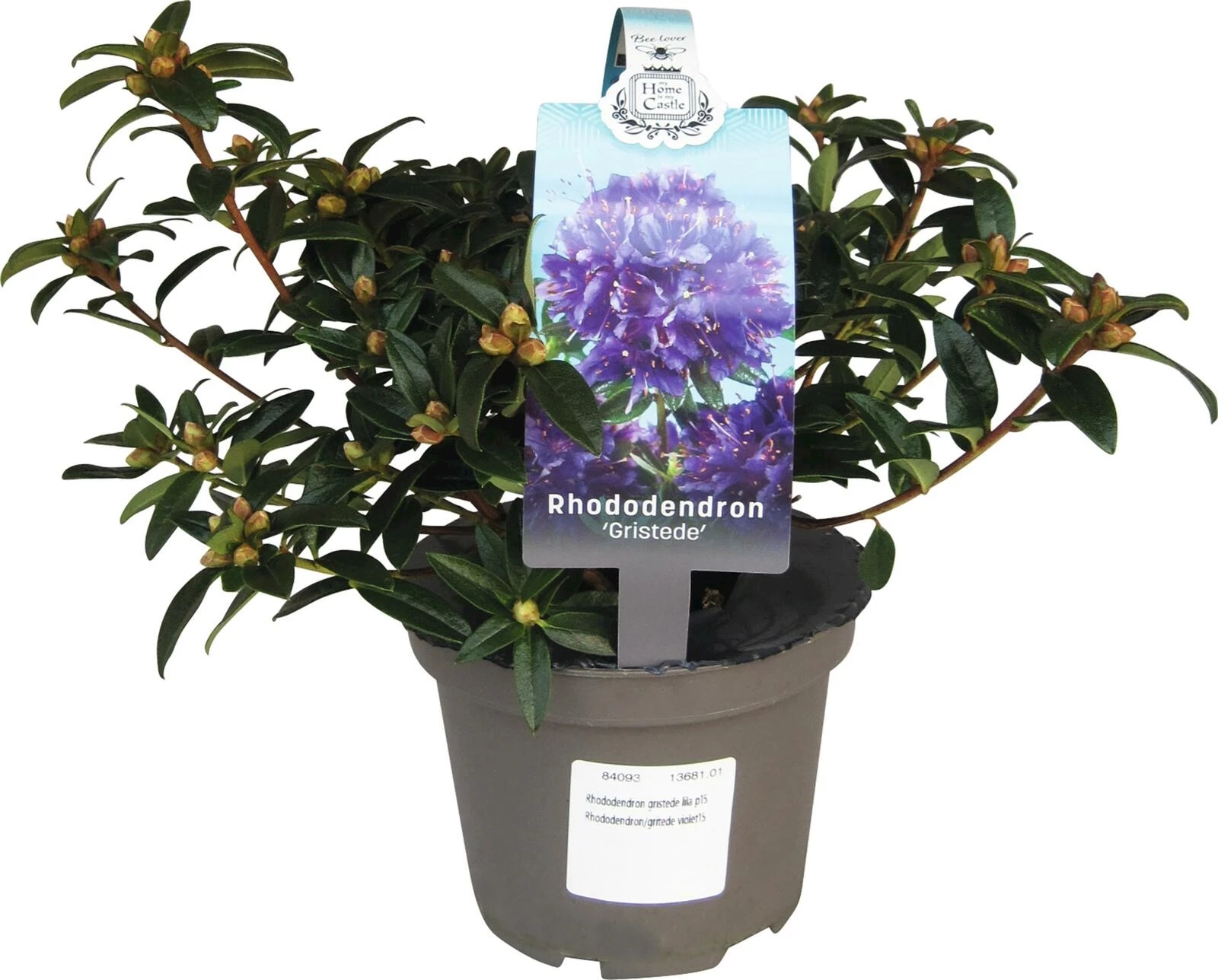 Rhododendron robert seleger lila P15 cm