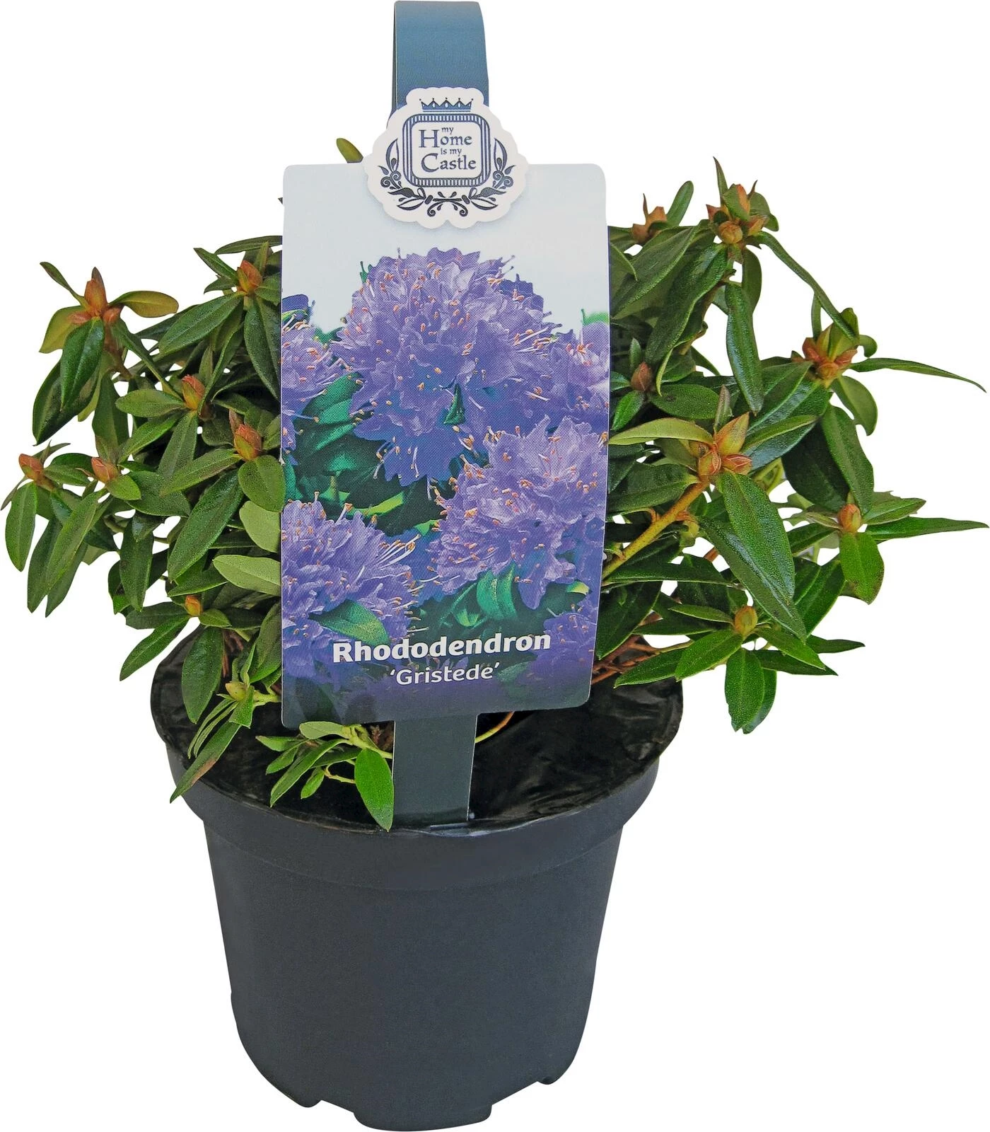 Rhododendron Maggie P15 cm