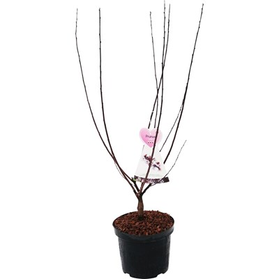 Prunus cistena P27 cm