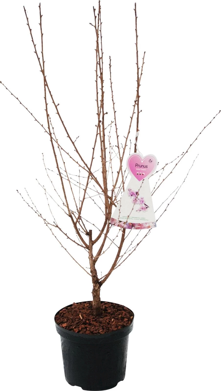 Prunus i. 'Cunera' P27 cm