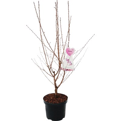 Prunus i. 'Cunera' P27 cm