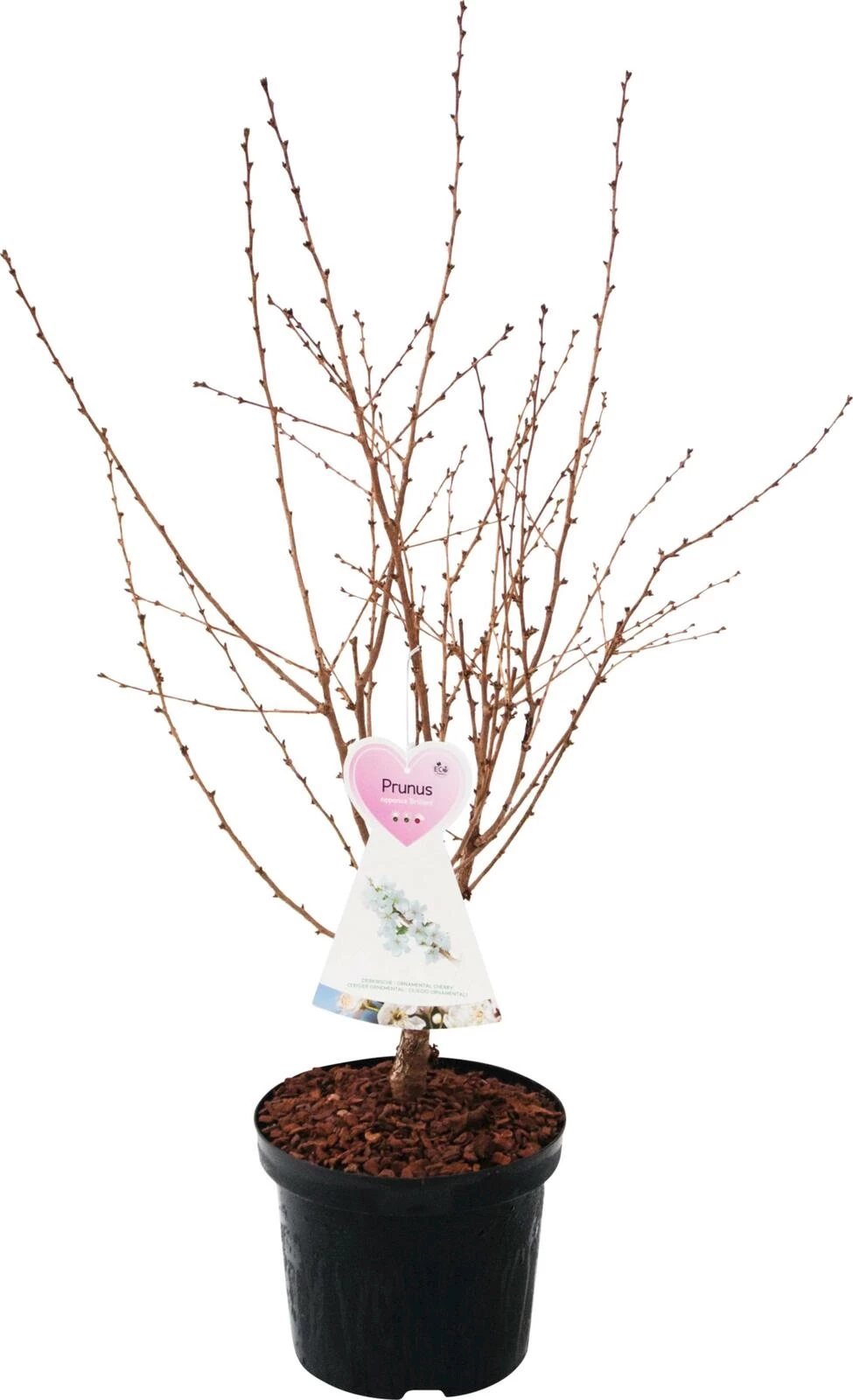 Prunus n. 'Brillant' P27 cm