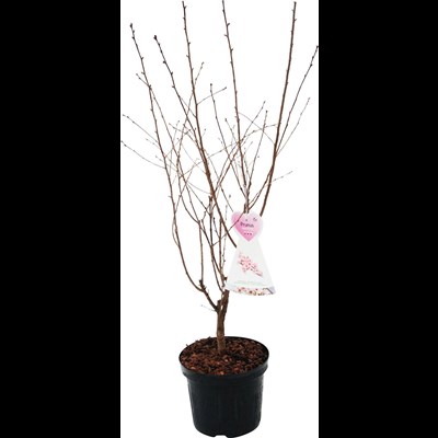 Prunus n. 'Ruby' P27 cm