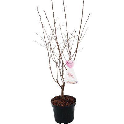 Prunus n. 'Ruby' P27 cm