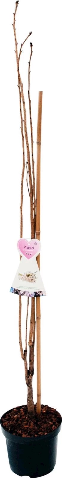 Prunus s. 'Amanogawa' P27 cm