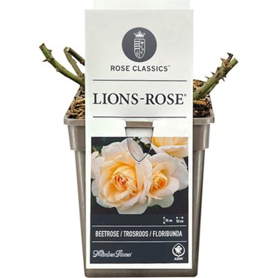 ADR Rose Lion's Rose ® blanche crème P19