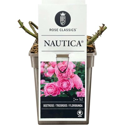 ADR Rose Nautica ® lila P19 cm