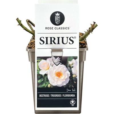 ADR Rose Sirius ® cremeweiss P19 cm