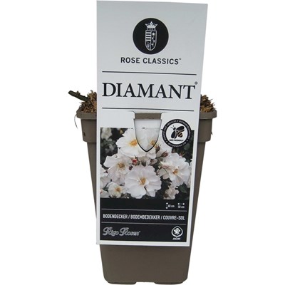 ADR Rose Diamant ® blanche P19 cm