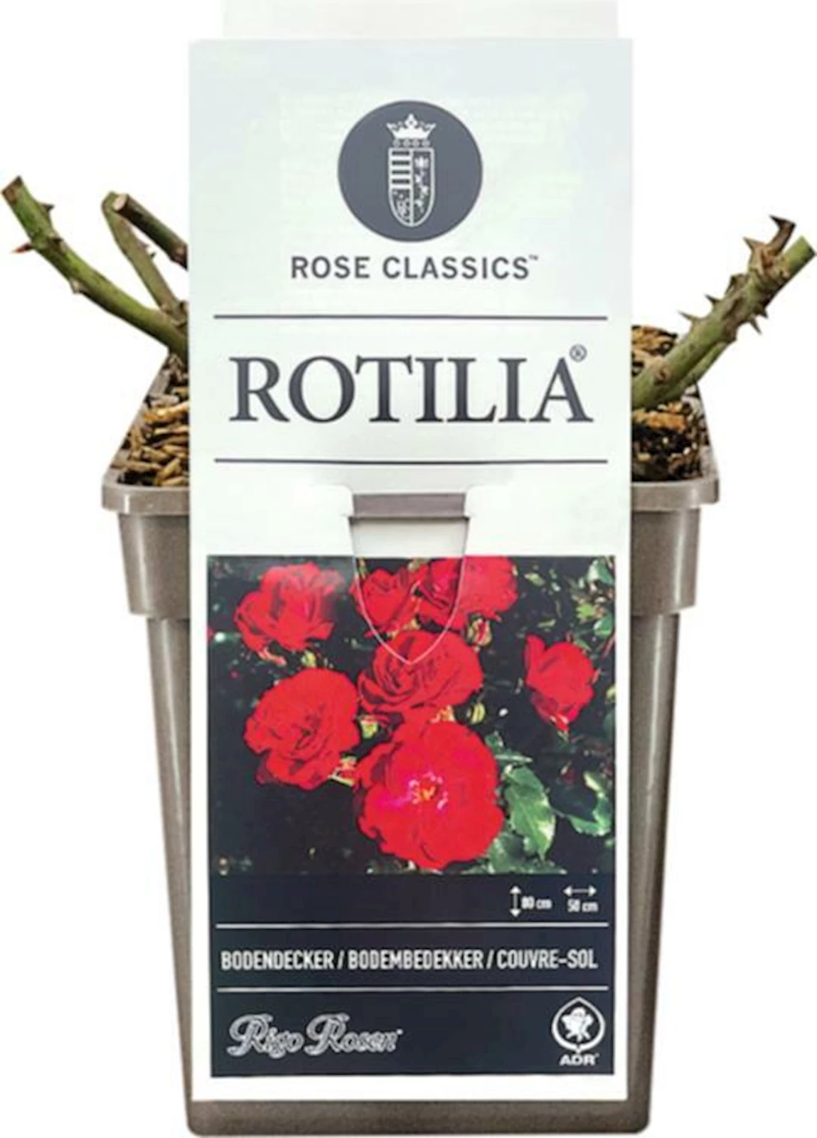 ADR Rose Rotilia ® karminrot P19 cm kaufen Kletterpflanzen u