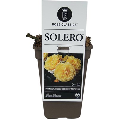 ADR Rose Solero ® gelb P19 cm