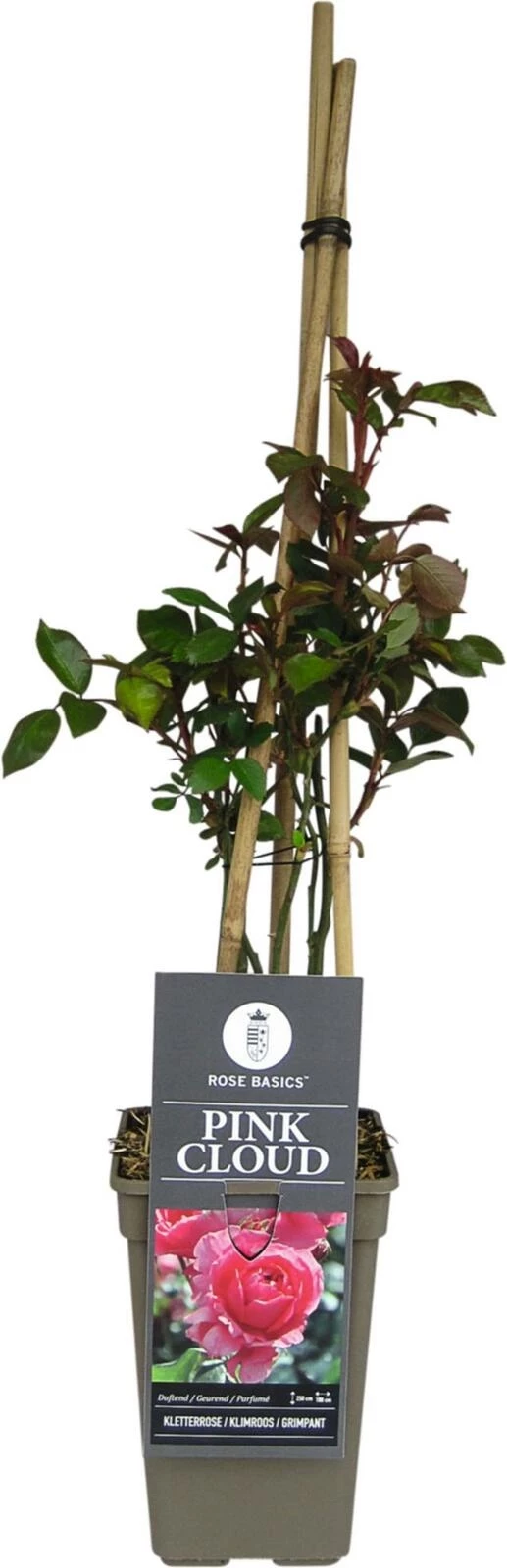 Rosier grimpant Pink Cloud rose foncé P1