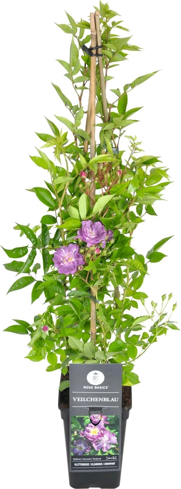 Rosier grimpant Veilchenblau violet P17