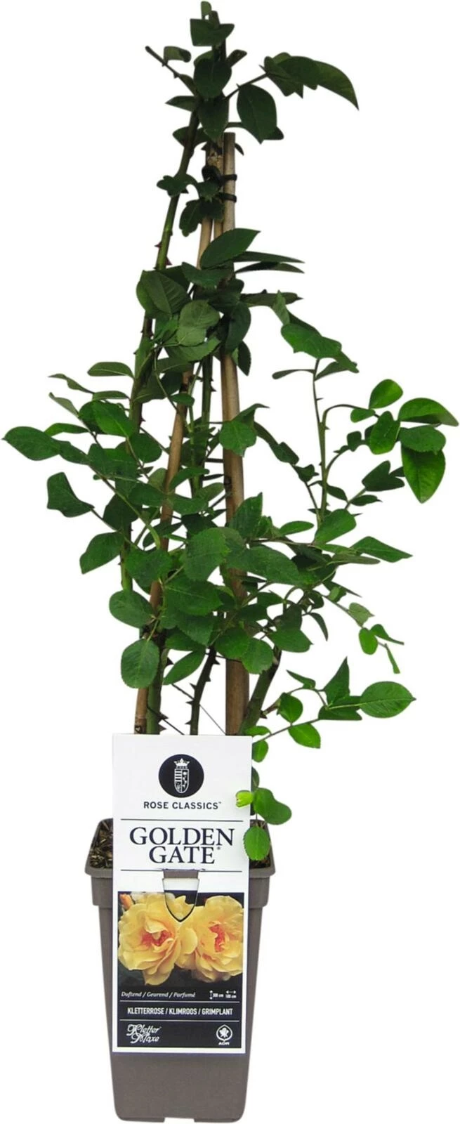 ADR Rose Golden Gate ® gelb P17 cm