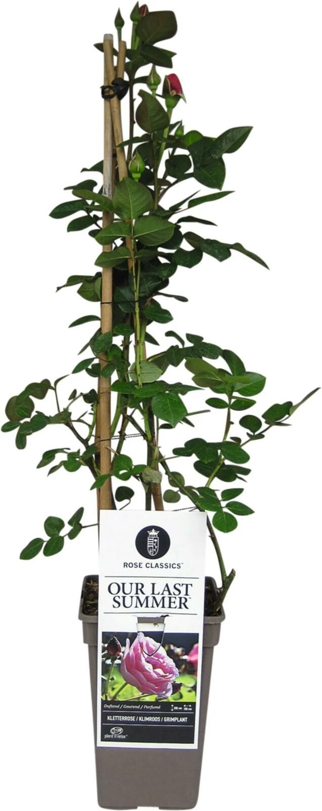 ADR Rose Our Last Summer ® zartrosa P17