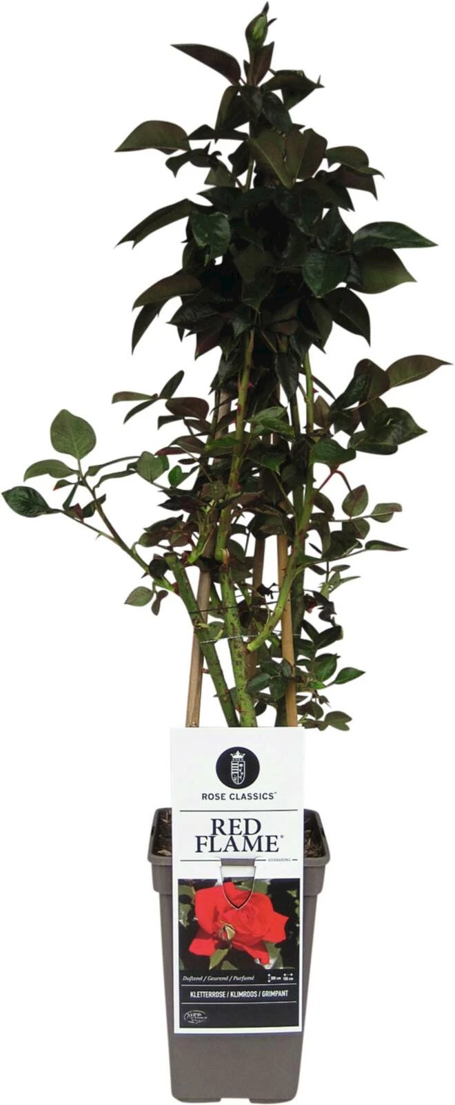 ADR Rose Red Flame ® dunkelrot P17 cm